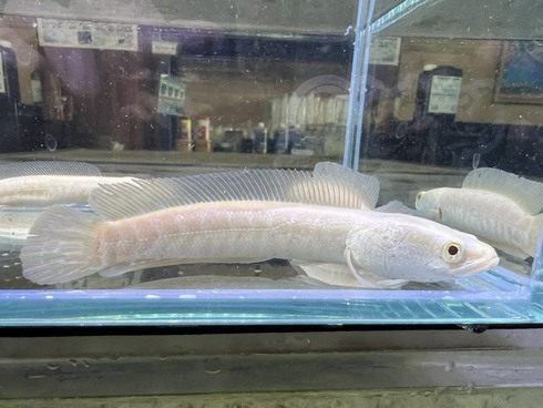 ☆新着情報☆ - 熱帯魚 AQUAstyletim's