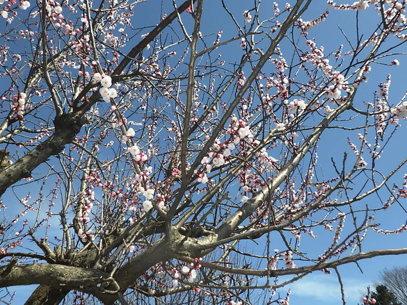 あんずの木に花が咲きました