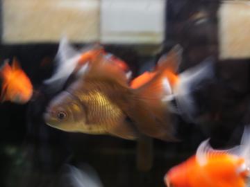 金魚の華道 〈総合〉飼育日記的なブログ