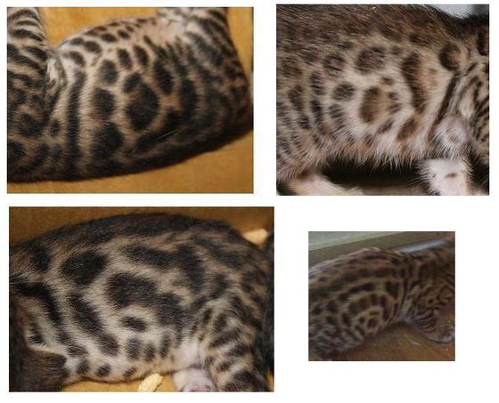 ベンガル子猫販売 ベンガル猫専門ブリーダー キャッテリーベンガーラム 一宮市 稲沢より ベンガル猫７変化