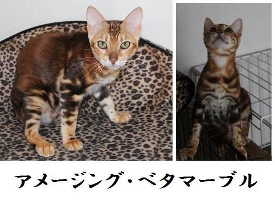 ベンガル子猫販売 ベンガル猫専門ブリーダー キャッテリーベンガーラム 一宮市 稲沢より アメージングベタマーブル
