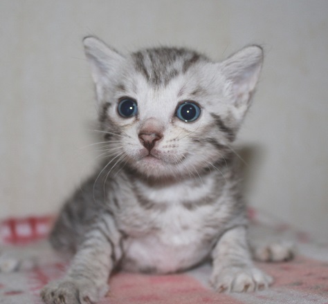 ベンガル子猫販売 ベンガル猫専門ブリーダー キャッテリーベンガーラム 一宮市 稲沢より 生体販売のご注意