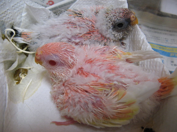 オカメインコ販売里親募集 アキクサインコ販売里親募集 ウロコインコ販売里親募集 ブリーダー 有償 格 オカメインコ販売里親募集 アキクサインコ販売里親 募集 犬販売里親募集