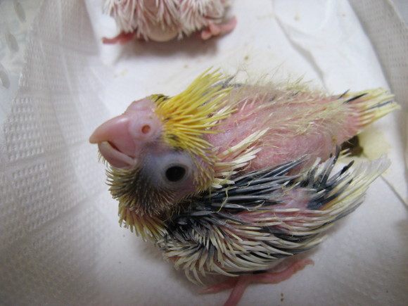 オカメインコ販売里親募集 アキクサインコ販売里親募集 ウロコインコ販売里親募集 ブリーダー 有償 格 オカメインコ販売里親募集 アキクサインコ販売里親 募集 犬販売里親募集