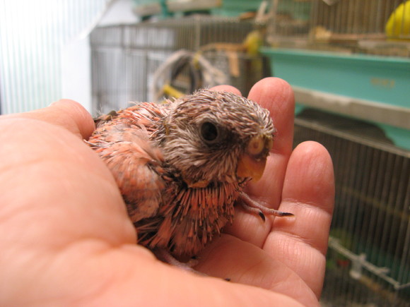 オカメインコ販売里親募集 アキクサインコ販売里親募集 ウロコインコ販売里親募集 ブリーダー 有償 格 オカメインコ販売里親募集 アキクサインコ販売里親 募集 犬販売里親募集