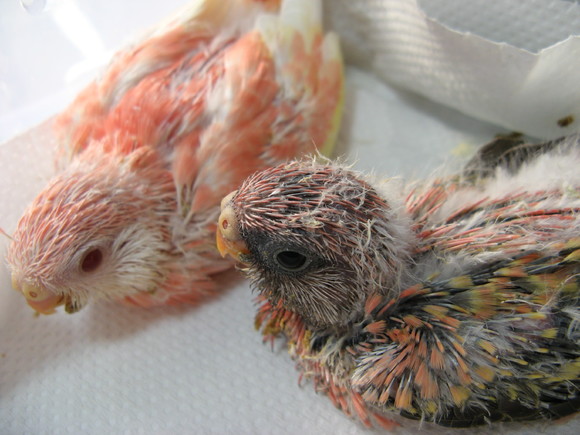 オカメインコ販売里親募集 アキクサインコ販売里親募集 ウロコインコ販売里親募集 ブリーダー 有償 格 オカメインコ販売里親募集 アキクサインコ販売里親 募集 犬販売里親募集