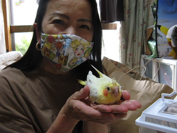 オカメインコ販売里親募集 アキクサインコ販売里親募集 ウロコインコ販売里親募集 ブリーダー 有償 格 オカメインコ販売里親募集 アキクサインコ販売里親 募集 犬販売里親募集