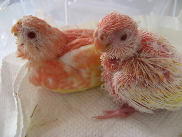 オカメインコ販売里親募集 アキクサインコ販売里親募集 ウロコインコ販売里親募集 ブリーダー 有償 格 オカメインコ販売里親募集 アキクサインコ販売 里親募集 犬販売里親募集 オカメインコ販売里親募集 アキクサインコ販売里親募集 ウロコインコ販売里親募集 ブリーダー 有償 格 オカメインコ販売里親募集 アキクサインコ販売 里親募集 犬販売里親募集