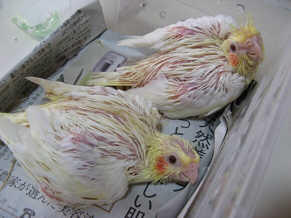 オカメインコ販売里親募集 アキクサインコ販売里親募集 ウロコインコ販売里親募集 ブリーダー 有償 格 オカメインコ販売里親募集 アキクサインコ 販売里親募集 犬販売里親募集