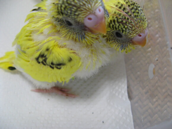 オカメインコ販売里親募集 アキクサインコ販売里親募集 ウロコインコ販売里親募集 ブリーダー 有償 格 オカメインコ販売里親募集 アキクサインコ販売里親 募集 犬販売里親募集