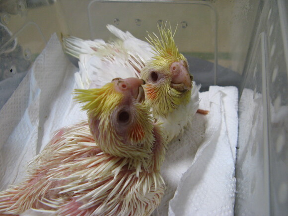 オカメインコ販売里親募集ブリーダー アキクサインコ販売里親募集ブリーダー ウロコインコ販売里親募集 オカメインコ販売里親募集 アキクサインコ販売 里親募集 犬販売里親募集