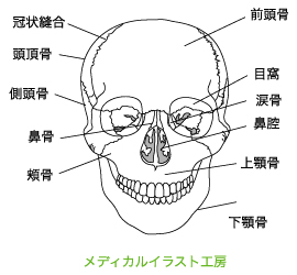 メディカルイラスト工房 フリーメディカルイラスト素材集