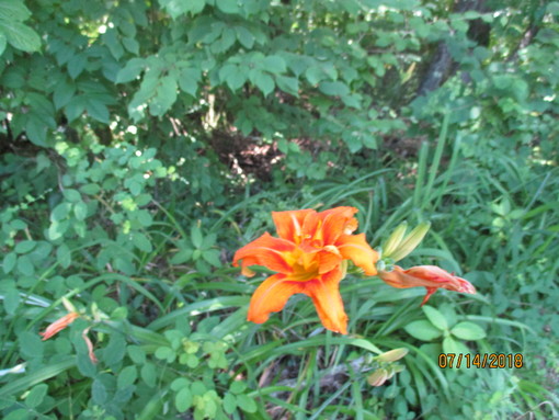 img_20180714-061936.jpg