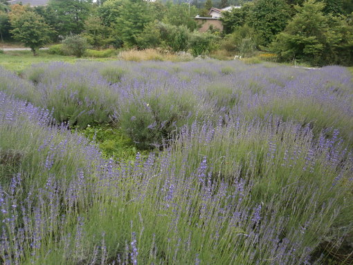 img_20200704-050753.jpg