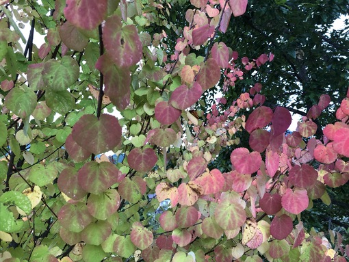 img_20211002-060254.jpg