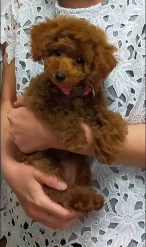 トイプードル子犬成長ブログ トイプードル子犬成長ブログ