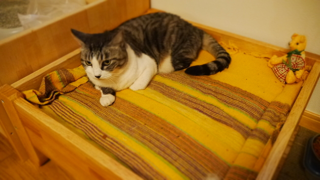 有限会社 三証工芸 ゴマちゃん工房 猫ベッド