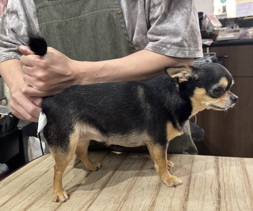 きなこちゃん