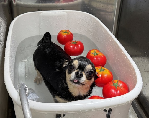 きなこはちわわ ①きなこちゃん🐶釣れるかなー？ 最後おしい💦😂 ②ドアップ