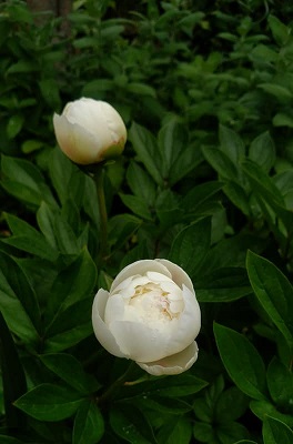 img_20170509-195109.jpg