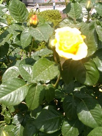 img_20170509-195224.jpg
