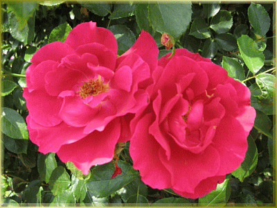 img_20170512-171447.gif