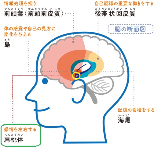 脳の反応と心理テスト