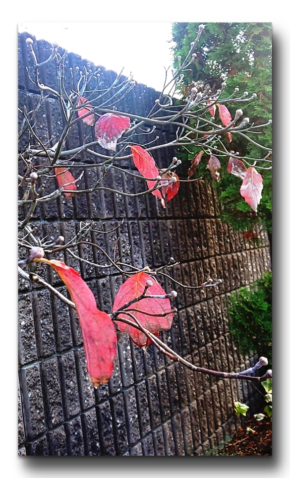 img_20201111-091659.jpg