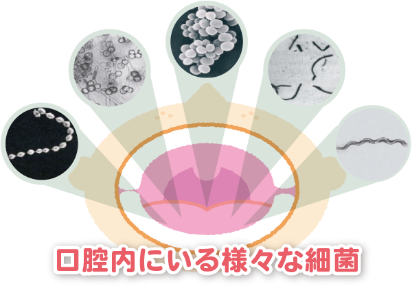 朝起きた時の口の中の雑菌はどの位あるか – 口の中 雑菌 うるさい – BFRMAI