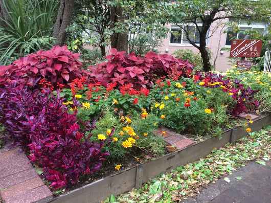 14年10月15日 冬花壇のデザイン決め