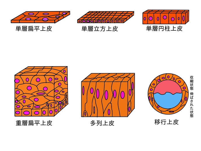 行くぜ 柔道整復師 解剖学