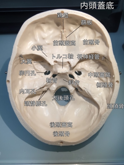 一部予約！】 入門 頭蓋底手術 側頭骨アプローチのための解剖と手術の 