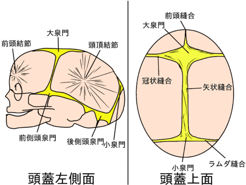 行くぜ 柔道整復師 解剖学