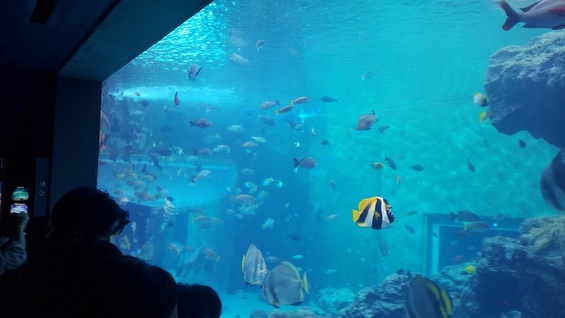 美ら海水族館の画像1