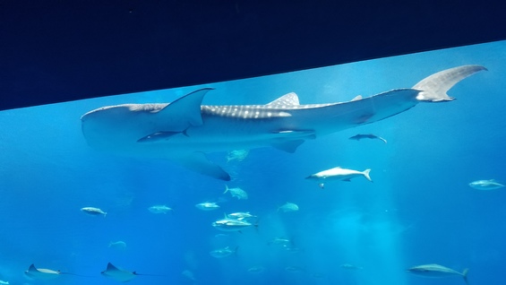 美ら海水族館の画像3