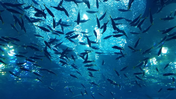 美ら海水族館の画像4