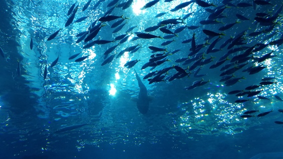 美ら海水族館の画像5