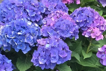 img_20180619-043300.jpg