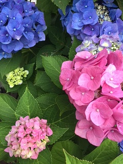 img_20180619-043442.jpg