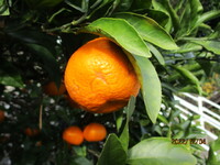 img_20221213-060350.jpg