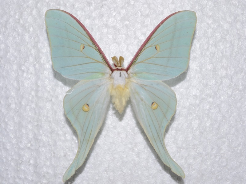 オナガミズアオ♀標本 虫類用品