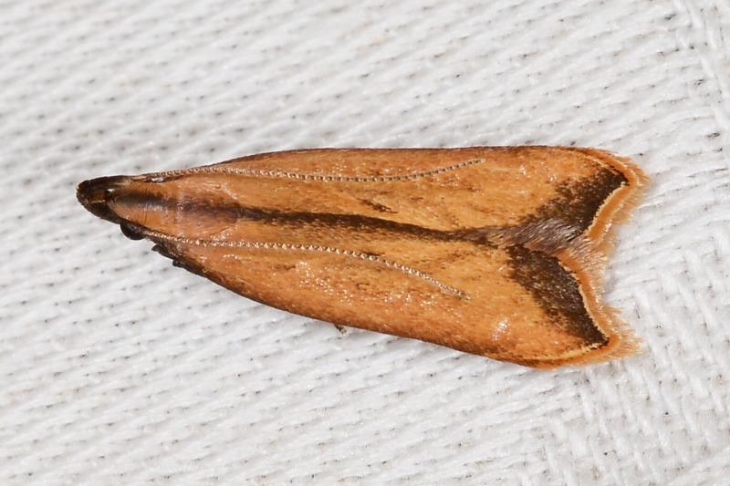 カバイロキバガ