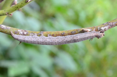 ホソオビアシブトクチバ