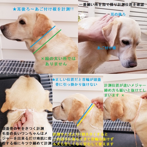 犬 首輪 正しい