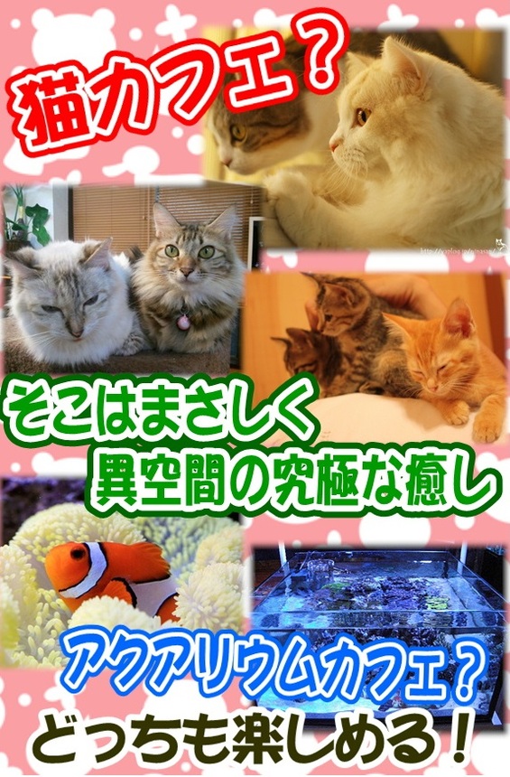 世界初の究極癒し空間ねこまんまアクア ねこまんまグループ