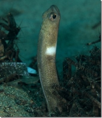 快適改善の旅 海の生物たち