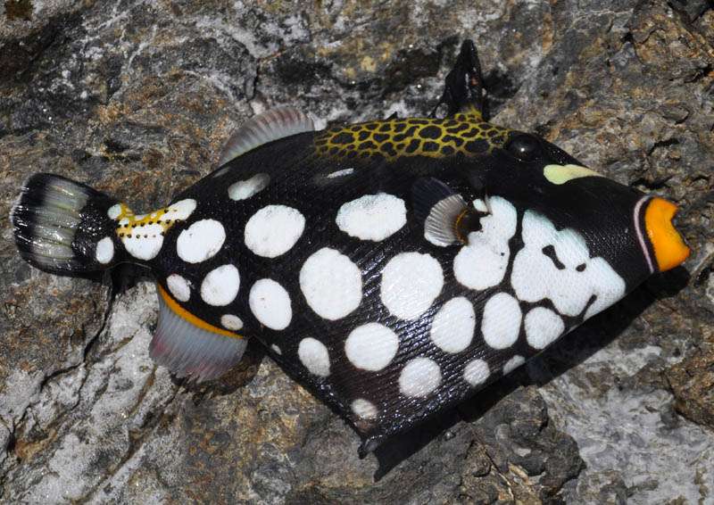 屋久島日記 屋久島の魚