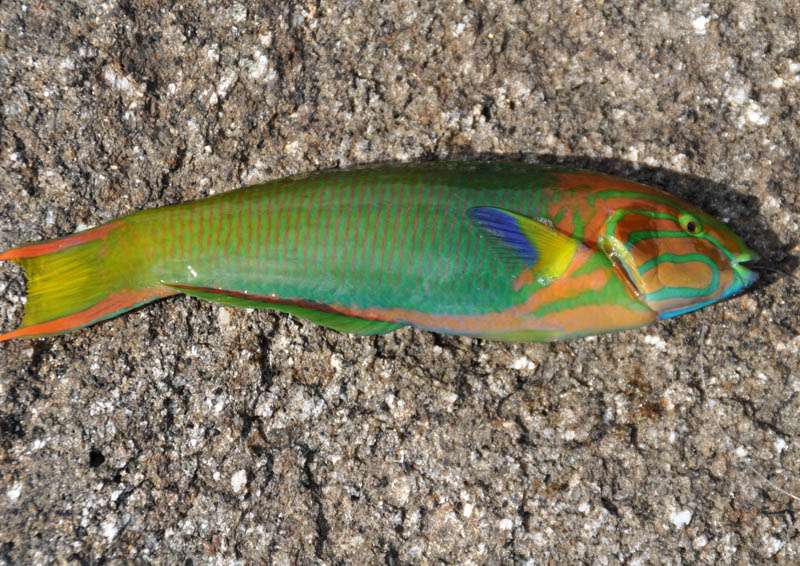 屋久島日記 屋久島の魚