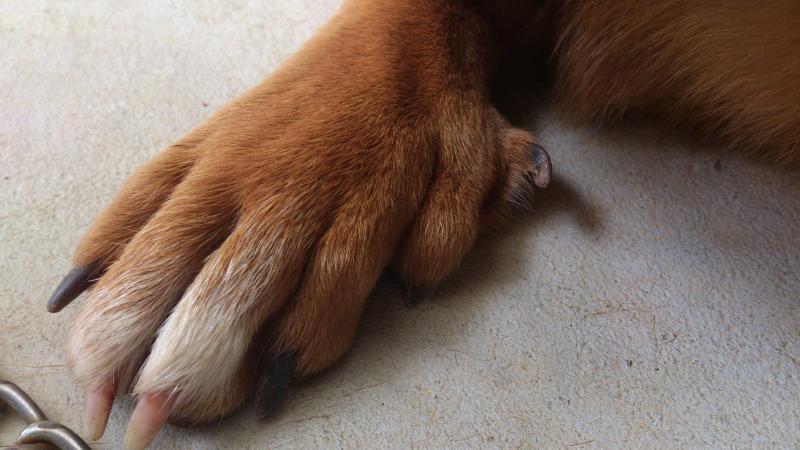狼爪 狼爪