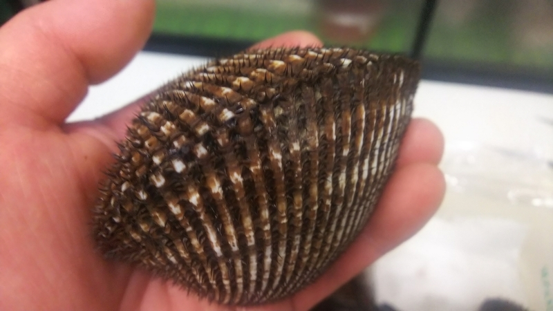 大きい赤貝入りました